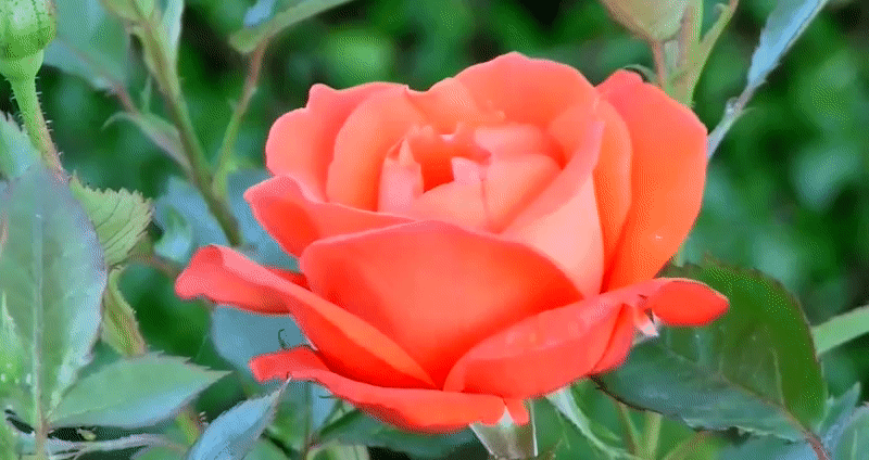 rose flower petals opening