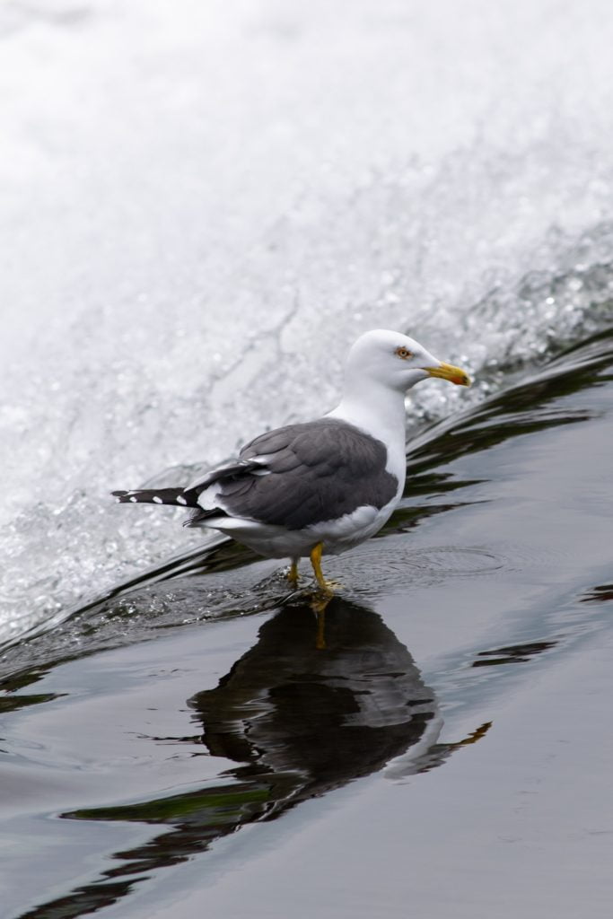 seagull on the shore
